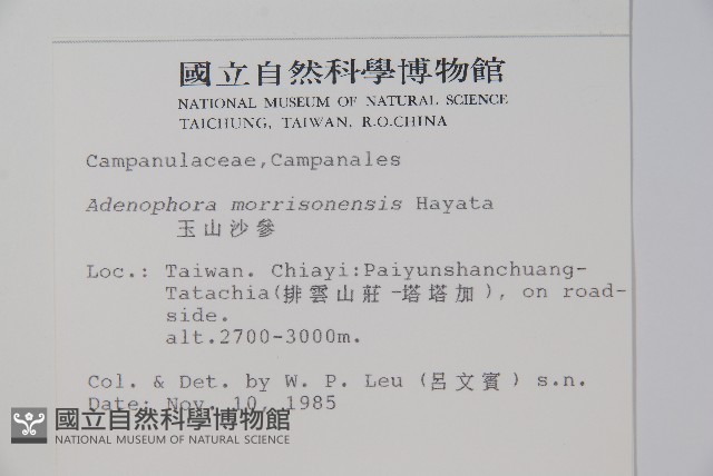玉山沙參藏品圖，第2張