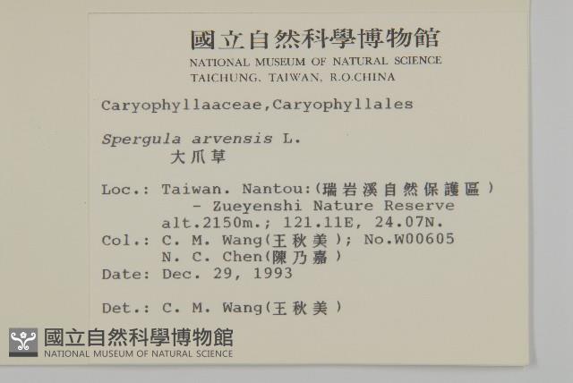 大爪草藏品圖，第2張