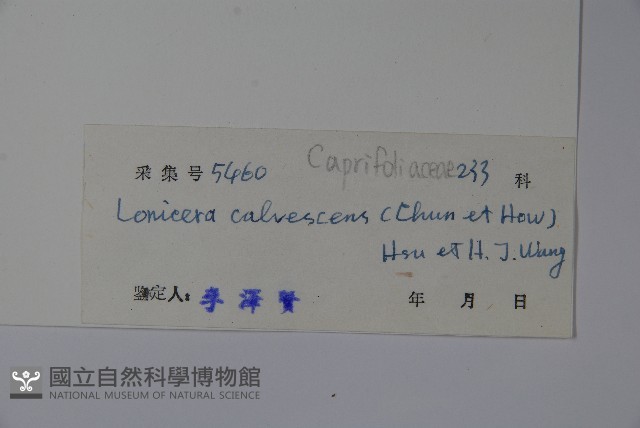 海南忍冬藏品圖，第2張