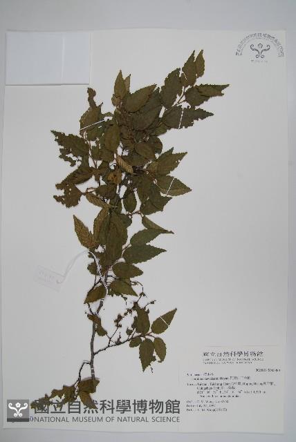 阿里山千金榆藏品圖，第1張