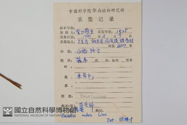 落葵藏品圖，第2張