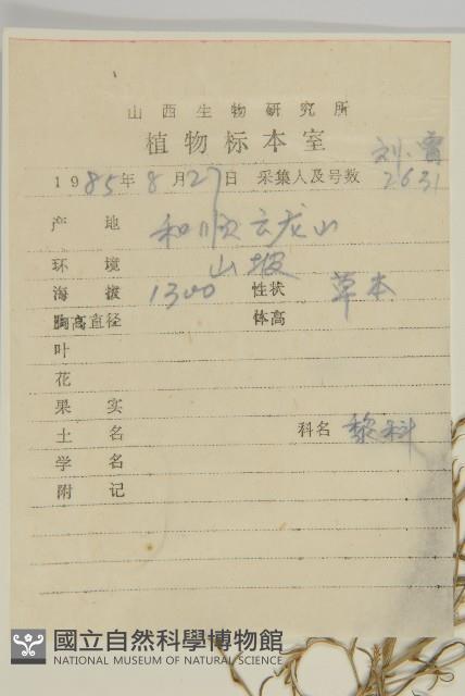 繩蟲實藏品圖，第2張