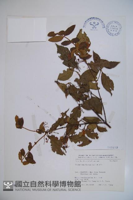 呂宋莢迷藏品圖，第1張