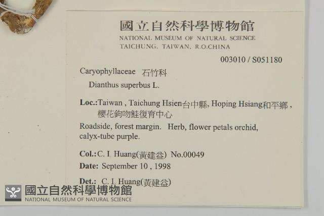 瞿麥藏品圖，第2張