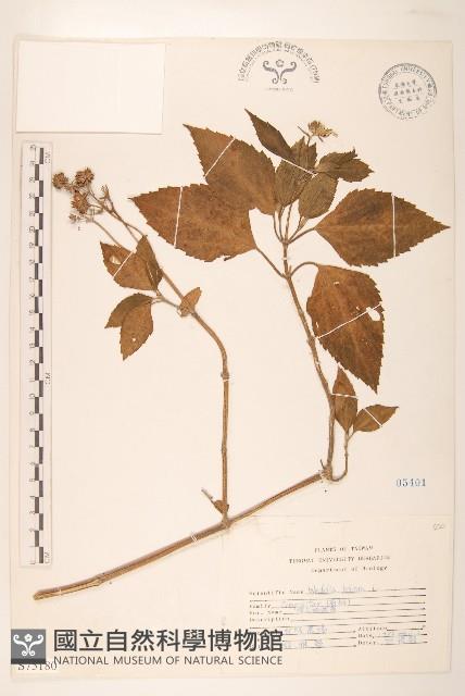 雙花蟛蜞菊藏品圖，第1張