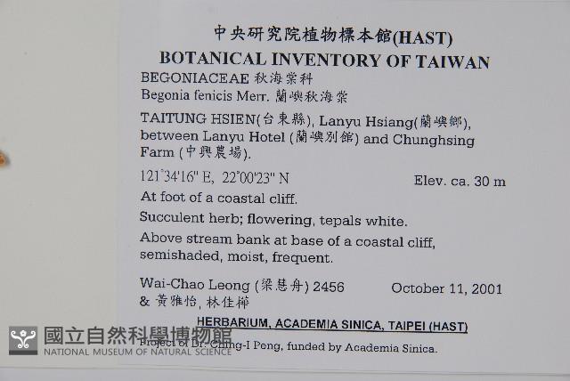 蘭嶼秋海棠藏品圖，第2張