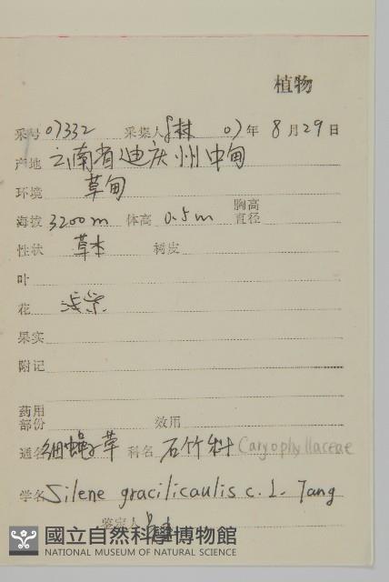 細蠅子草藏品圖，第2張