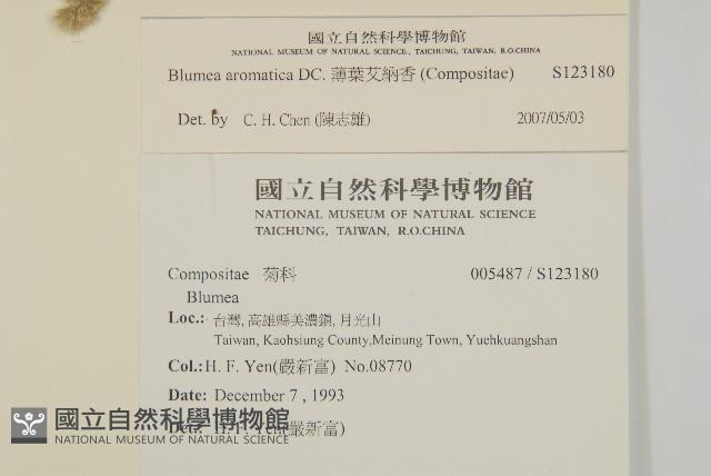 薄葉艾納香藏品圖，第2張