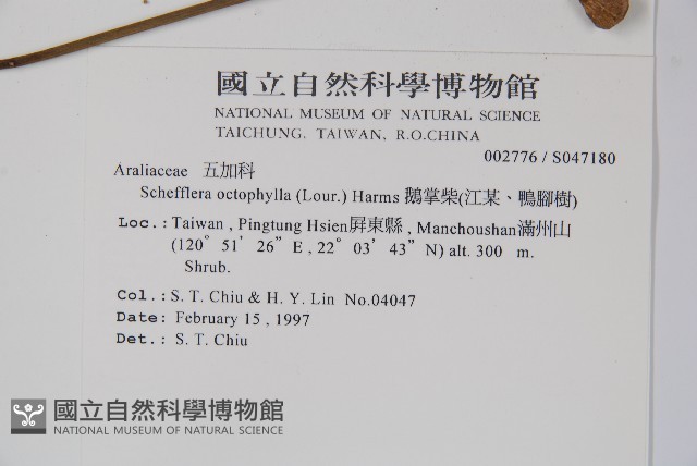 鵝掌柴、江某、鴨腳樹藏品圖，第2張