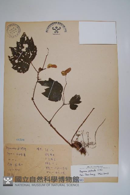 裂葉秋海棠藏品圖，第1張