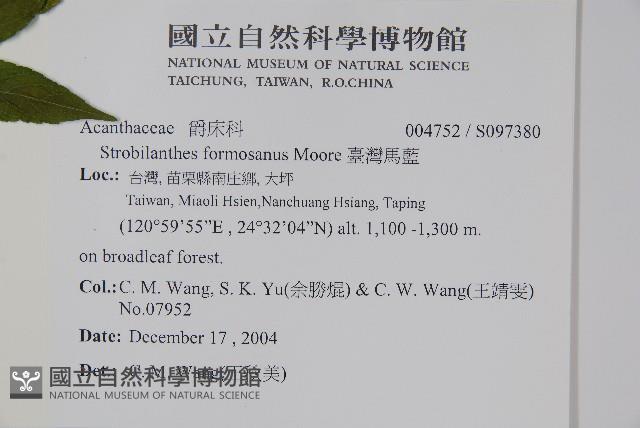 臺灣馬藍藏品圖，第2張