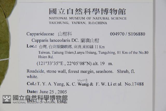 蘭嶼山柑藏品圖，第2張