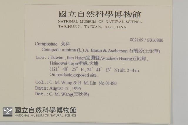 石胡荽、吐金草藏品圖，第2張