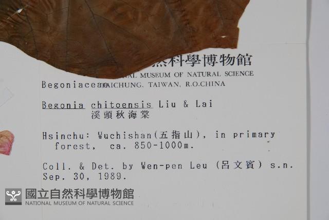 溪頭秋海棠藏品圖，第2張