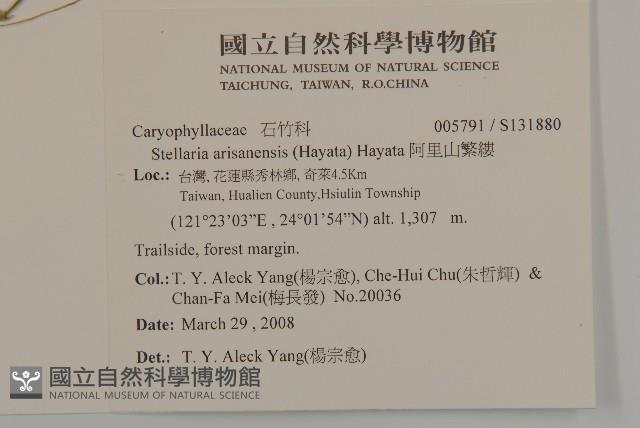 阿里山繁縷藏品圖，第2張