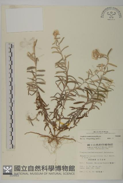 大籽當藥、巒大當藥藏品圖，第1張