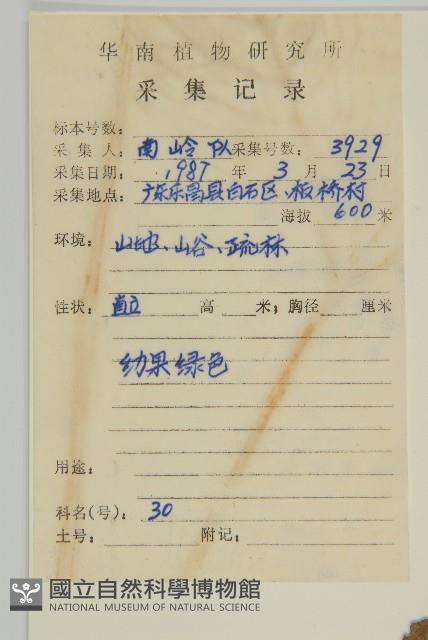 寬葉金粟蘭藏品圖，第2張