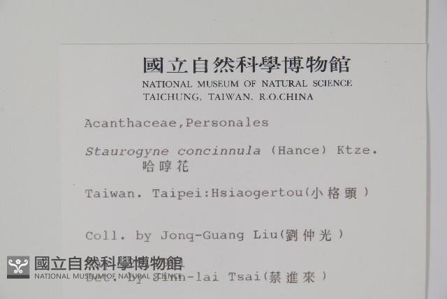 哈哼花藏品圖，第2張