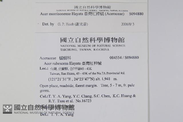 臺灣紅榨槭藏品圖，第2張