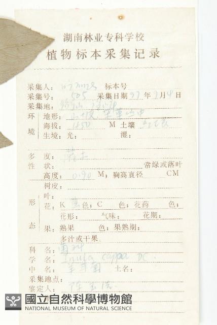 羊耳菊藏品圖，第2張