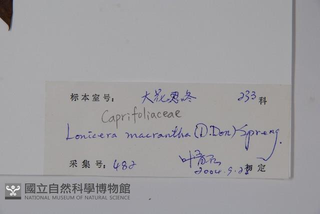 大花忍冬藏品圖，第2張