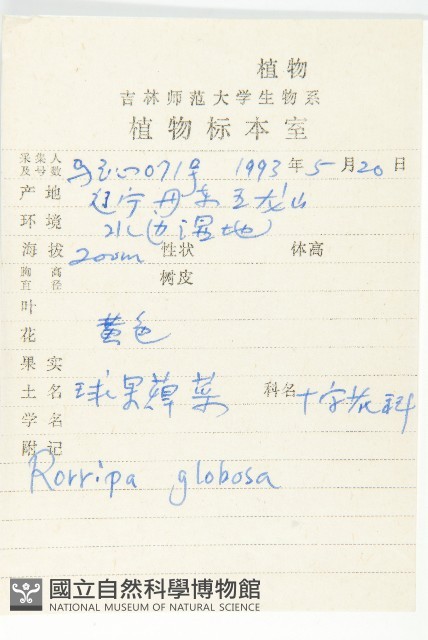 風花菜、球果山芥菜藏品圖，第2張