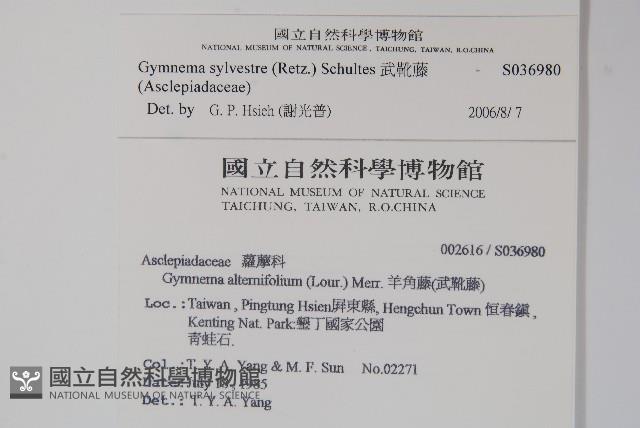 武靴藤藏品圖，第2張