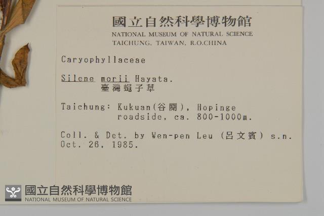 臺灣蠅子草藏品圖，第2張