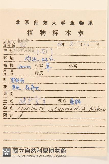 戟葉橐吾藏品圖，第2張