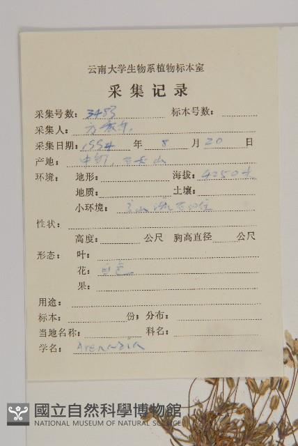 真齒無心菜藏品圖，第2張