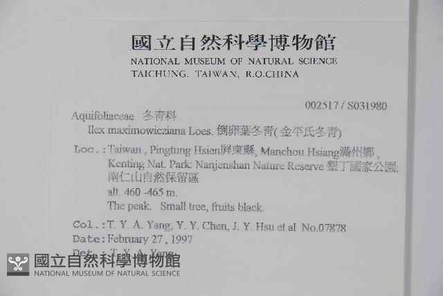 倒卵葉冬青、金平氏冬青藏品圖，第2張