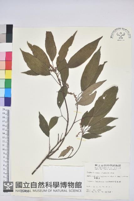 粗糠柴藏品圖，第1張