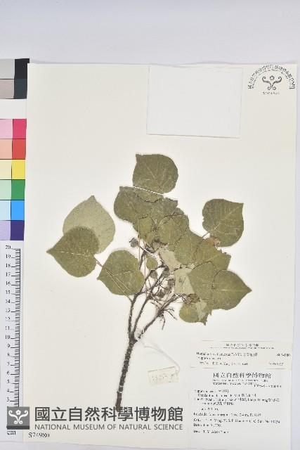 圓葉血桐藏品圖，第1張