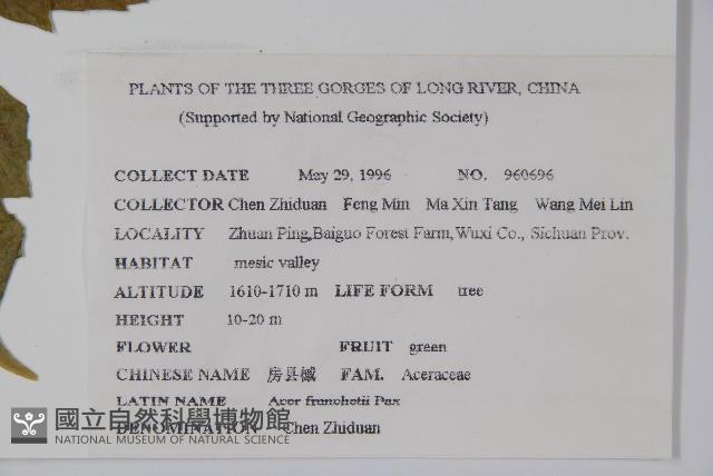 毛果槭藏品圖，第2張