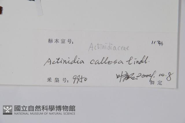 硬齒獼猴桃藏品圖，第2張