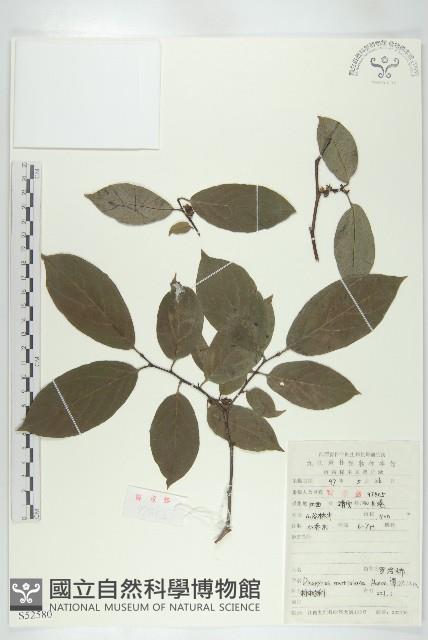 山紅柿藏品圖，第1張