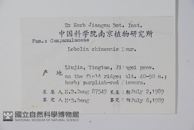 半邊蓮、鐮磨仔草藏品圖，第2張