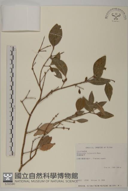 福建賽衛矛、福建假衛矛藏品圖，第1張