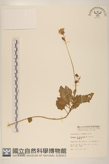 白鳳菜藏品圖，第1張