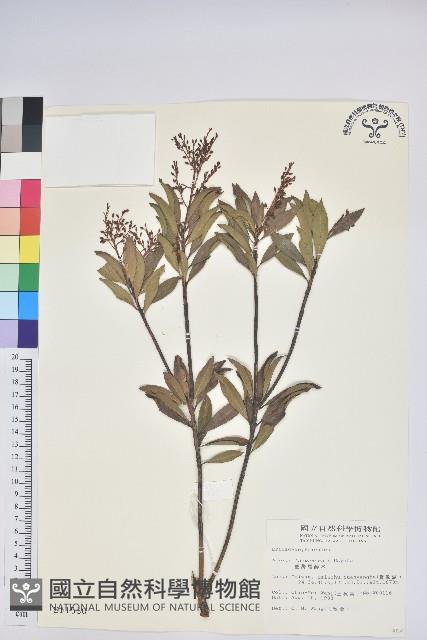 臺灣馬醉木藏品圖，第1張