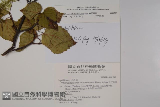 樺葉莢迷、玉山莢迷藏品圖，第2張