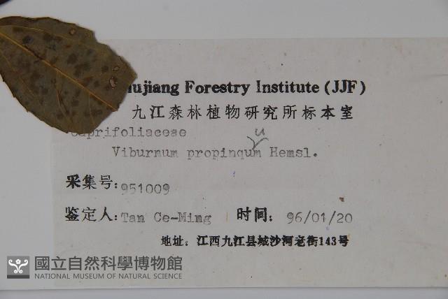 高山莢迷藏品圖，第2張