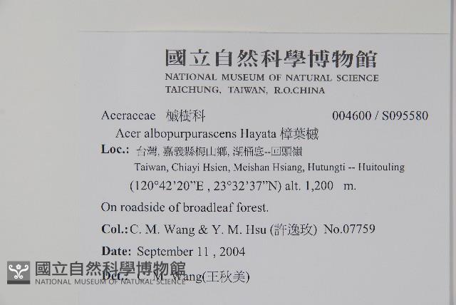 樟葉槭, 飛蛾子樹藏品圖，第2張