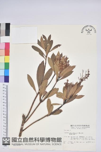 臺灣馬醉木藏品圖，第1張