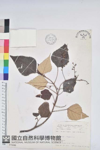 白匏子藏品圖，第1張