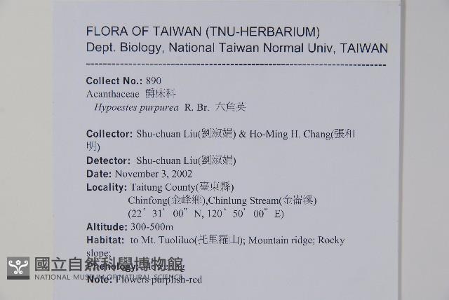六角英, 槍刀菜藏品圖，第2張
