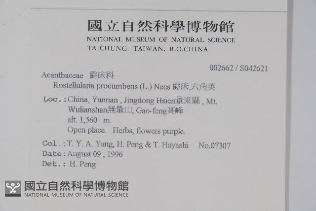 爵床、六角英藏品圖，第2張