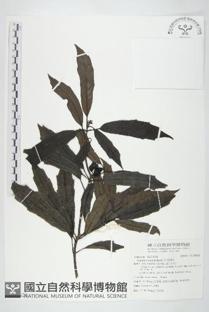 桃葉珊瑚藏品圖，第1張