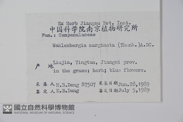 細葉蘭花參藏品圖，第2張