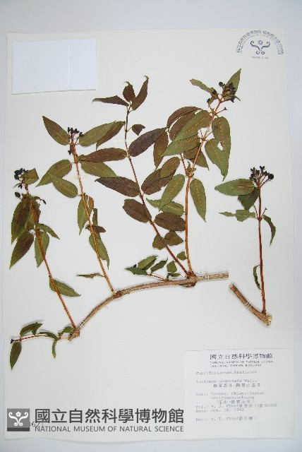 阿里山忍冬、漸尖葉忍冬藏品圖，第1張
